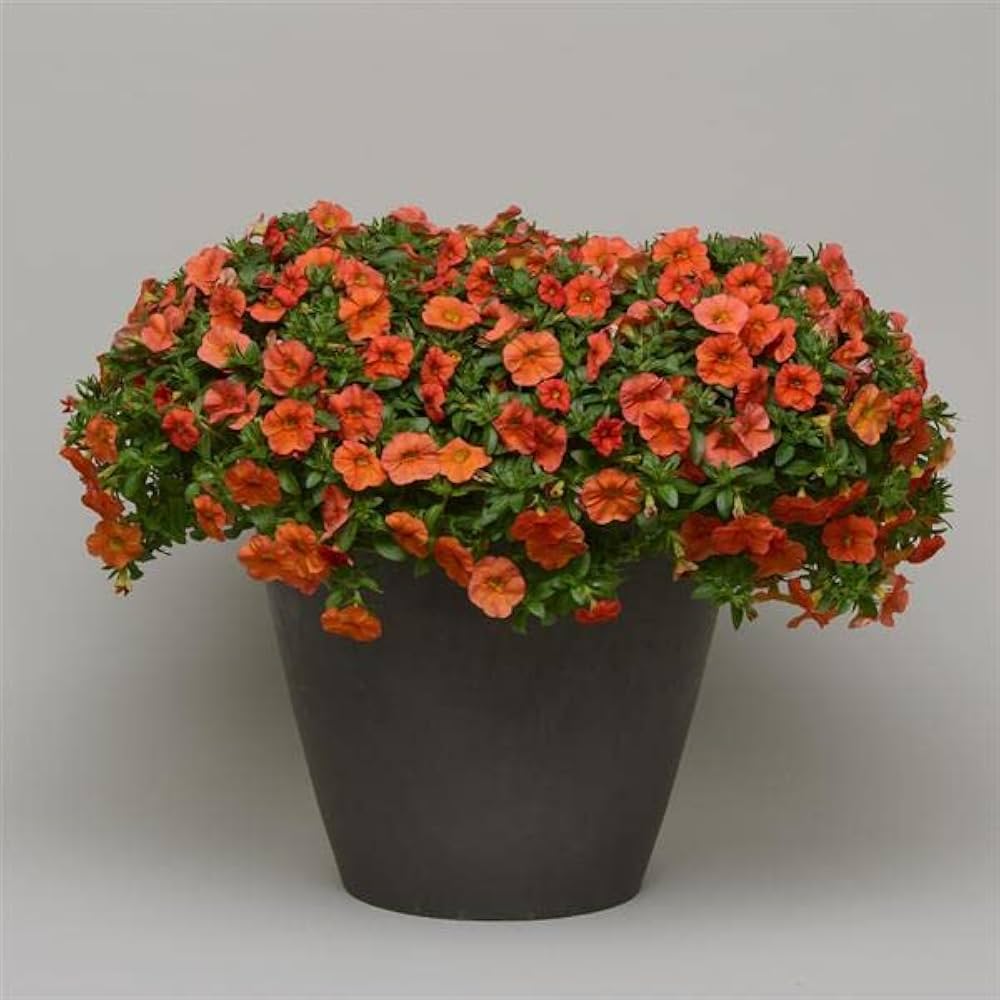 Semillas de Flor de Calibrachoa Naranja – Semillas de Jardín Orgánicas, Herencia, No OGM, de Alta Germinación