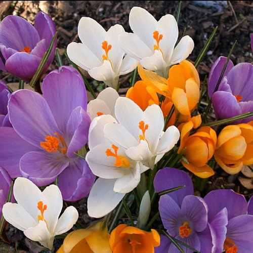 Mixed Crocus Flower Seeds – Heirloom, Non-GMO, High Germination Organic Garden Seeds for Planting