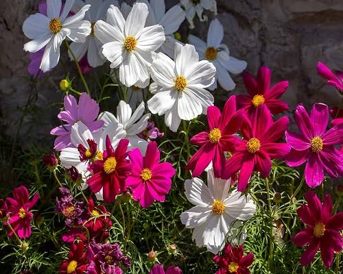 Cosmos Flower Seeds pcs White Heirloom Non-GMO High Germination Organic Garden Seeds for Planting