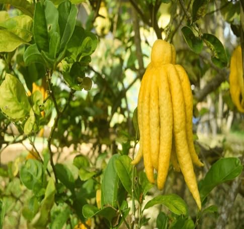 Sarcodactylis Blumensamen – Alte, gentechnikfreie Bio-Gartensamen mit hoher Keimrate