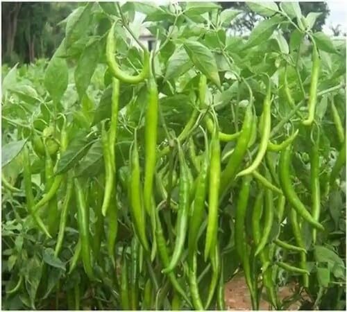 Pepper Green Seeds – Heirloom, Non-GMO, High Germination Organic Garden Seeds Planting