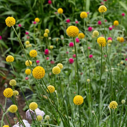 Yellow Billy Buttons Flower Seeds for Planting – Heirloom, Non-GMO, High Germination Organic Garden Seeds