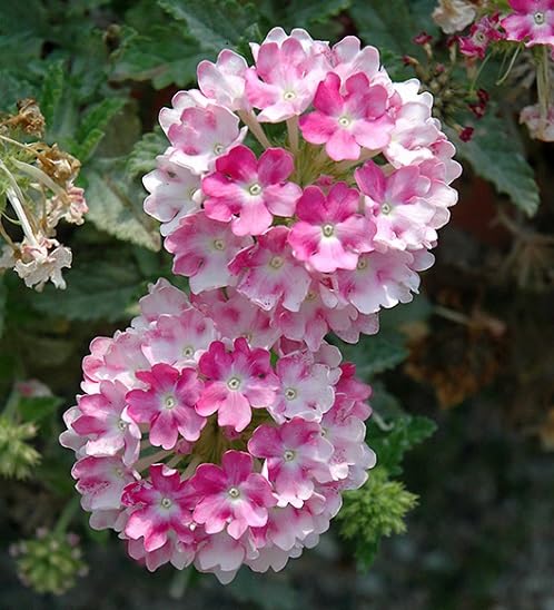White Pink Verbena Flower Seeds – Heirloom Non-GMO High Germination Organic Garden Seeds