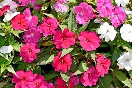 Impatiens Flower Seeds – Heirloom, Non-GMO, High Germination Organic Garden Seeds for Planting