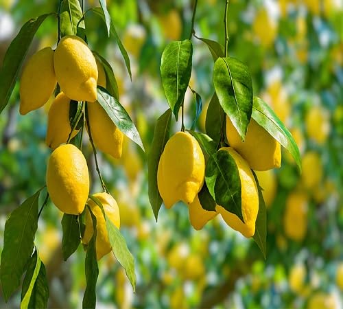 Lemon Tree Seeds – Heirloom, Non-GMO, High Germination Organic Garden Seeds