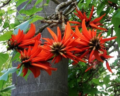 Semillas de la flor roja Lysistemon – Hereditarias, no transgénicas, semillas orgánicas de alta germinación para el jardín