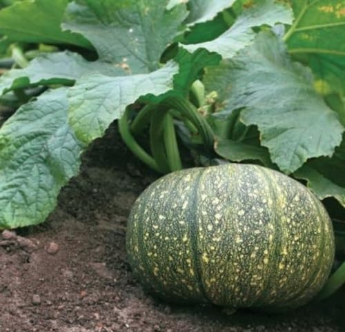 Pumpkin Seeds – Heirloom, Non-GMO, High Germination Organic Garden Seeds Planting