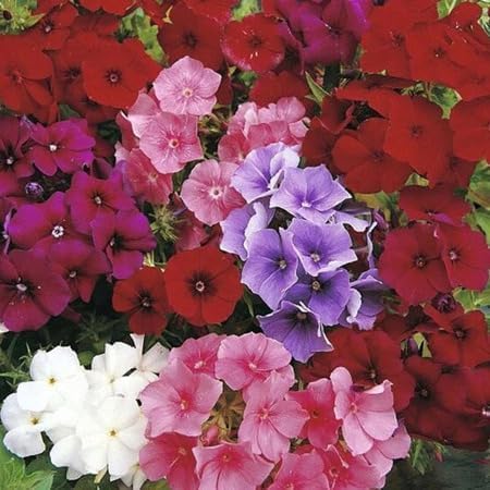 Mixed Phlox Flower Seeds Heirloom Non-GMO High Germination Organic Garden Seeds for Planting