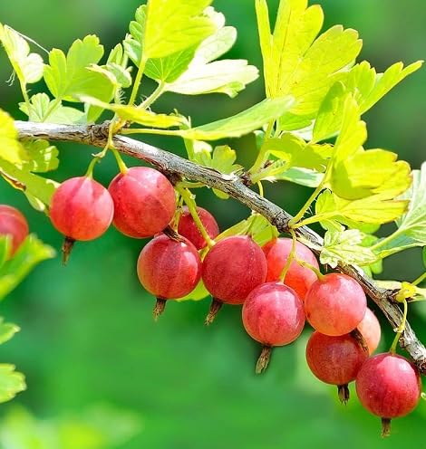 Red Gooseberry Seeds – Heirloom, Non-GMO, High Germination Organic Garden Seeds