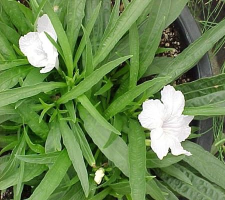 Ruellia Brittoniana Flower Seeds for Planting – Heirloom, Non-GMO, High Germination Organic Garden Seeds