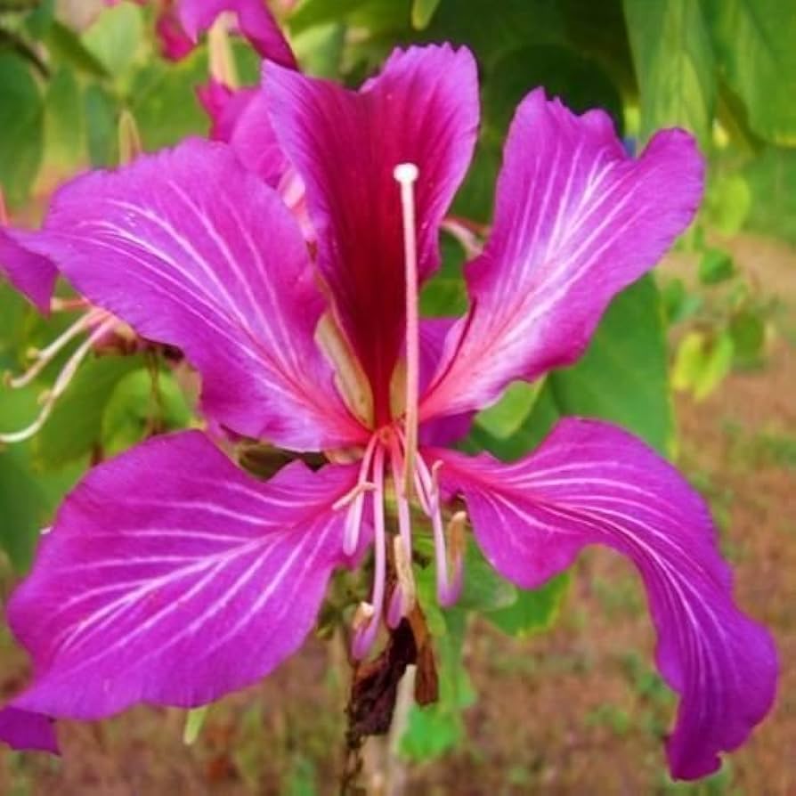 purple orchid flower seeds
