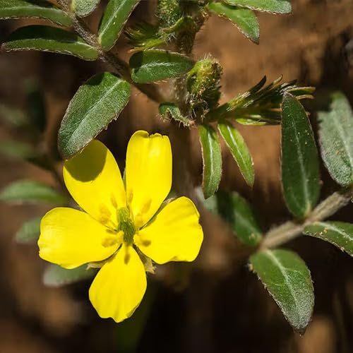 Terrestris Flower Seeds Heirloom Non-GMO High Germination Organic Garden Seeds for Planting