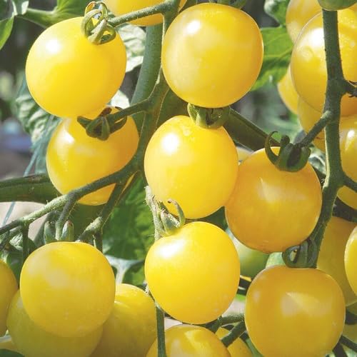 Tomato Seeds – Heirloom, Non-GMO, High Germination Organic Garden Seeds Planting