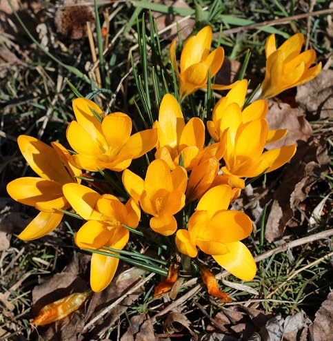 Yellow Saffron Flower Seeds Heirloom Non-GMO High Germination Organic Garden Seeds for Planting