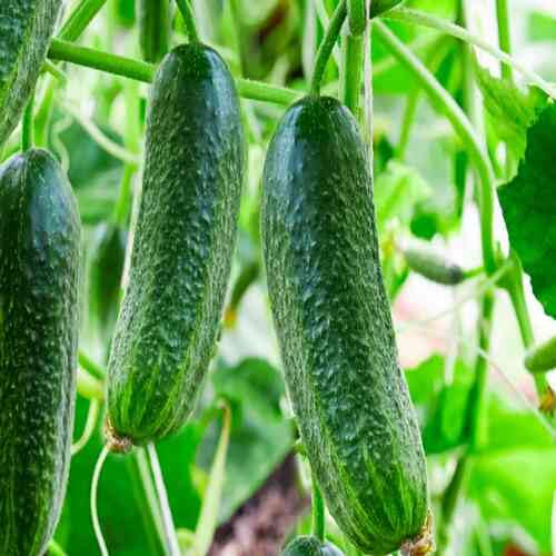 Green Cucumber Seeds – Heirloom, Non-GMO, High Germination Organic Garden Seeds Planting