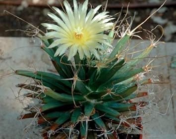 greenleuchtenbergiaheirloomnongmo flower seeds