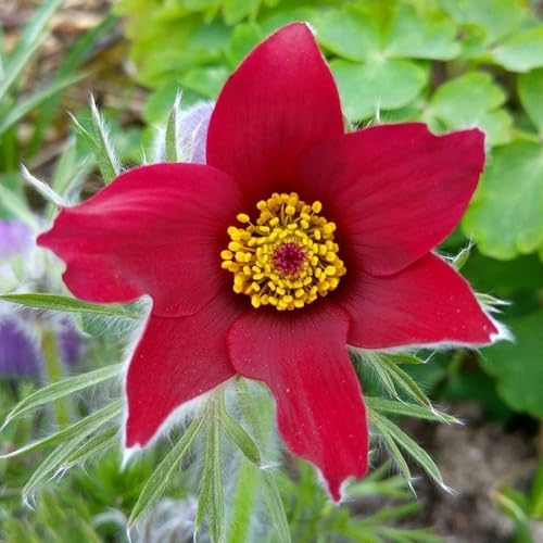Rote Küchenschellen-Samen Erbstück gentechnikfrei hohe Keimrate Bio-Gartensamen zum Pflanzen