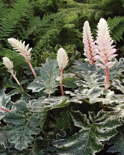 White Acanthus Flower Seeds Heirloom Non-GMO High Germination Organic Garden Seeds