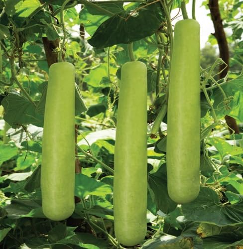 Bottle Gourd Seeds – Heirloom, Non-GMO, High Germination Organic Garden Seeds Planting
