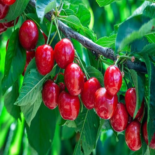 Red Cherry Seeds – Heirloom, Non-GMO, High Germination Organic Garden Seeds