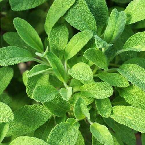 Green Sage Plant Seeds Heirloom Non-GMO High Germination Organic Garden Seeds for Planting