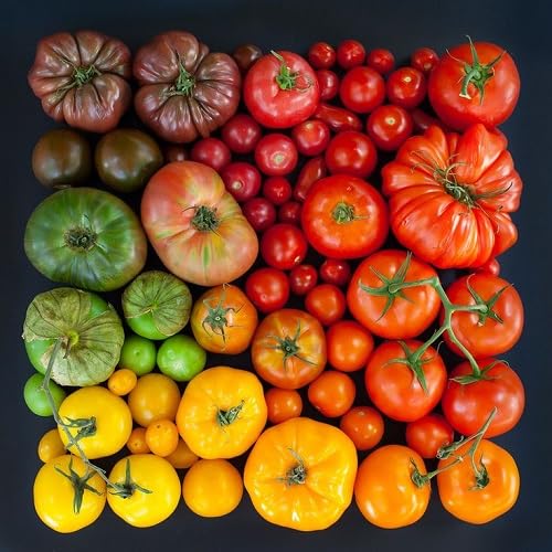 Tomato Seeds – Heirloom, Non-GMO, High Germination Organic Garden Seeds Planting