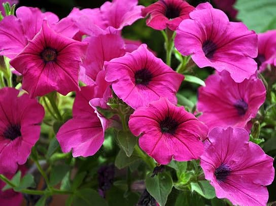 pink petunia flower heirloom non-gmo seeds