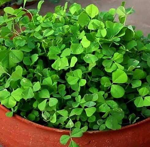 Grüne Methi-Pflanzensamen, samenecht, gentechnikfrei, hohe Keimfähigkeit, Bio-Gartensamen zum Anpflanzen