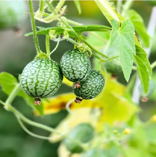 Green Cucamelon Seeds – Heirloom, Non-GMO, High Germination Organic Garden Seeds Planting