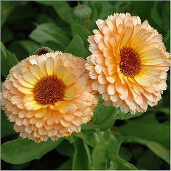 Orange Calendula Marigold Flower Seeds – Heirloom, Non-GMO, High Germination Seeds