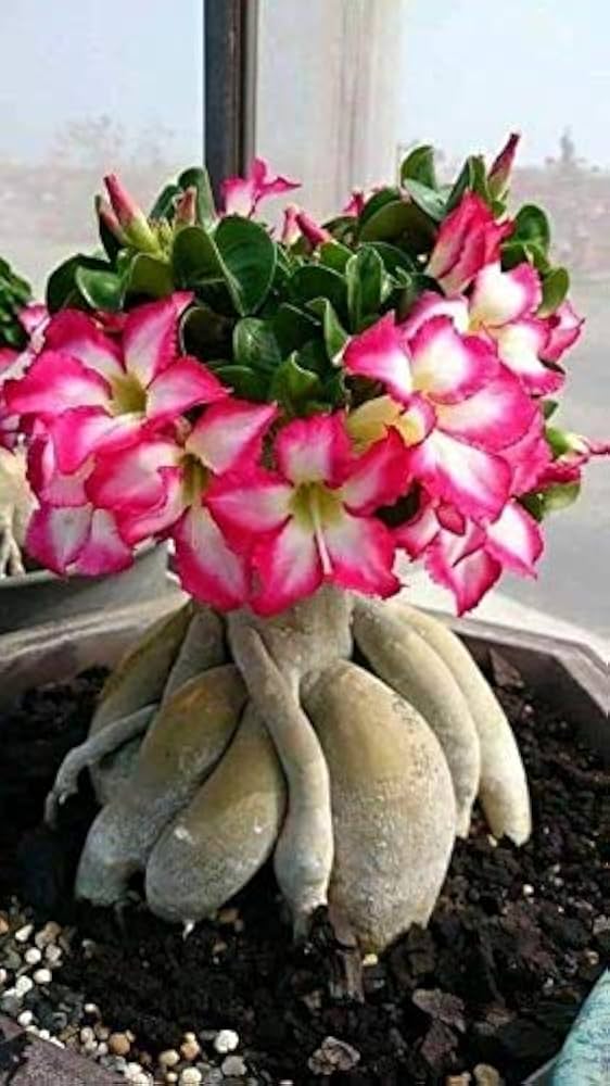 Adenium Obesum Flower Seeds Pink for Planting – Heirloom Non-GMO High Germination Organic Garden Seeds