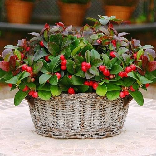 Red Gaultheria Seeds – Heirloom, Non-GMO, High Germination Organic Garden Seeds