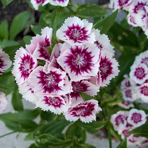 purple dianthus flower heirloom non-gmo seeds