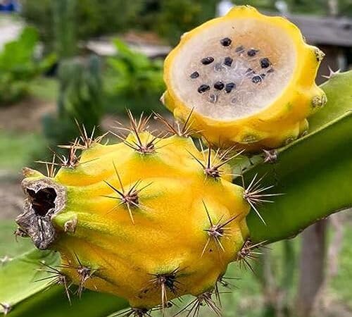 Yellow Dragon Seeds – Heirloom, Non-GMO, High Germination Organic Garden Seeds
