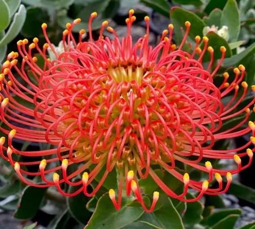 Red Protea Flower Seeds Heirloom Non-GMO High Germination Organic Garden Seeds for Planting