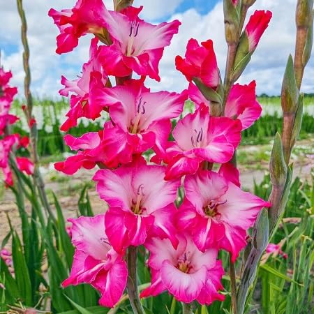Gladiolus Flower Seeds – Heirloom, Non-GMO, High Germination Organic Garden Seeds for Planting