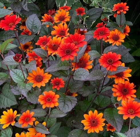 red heliopsis flower seeds