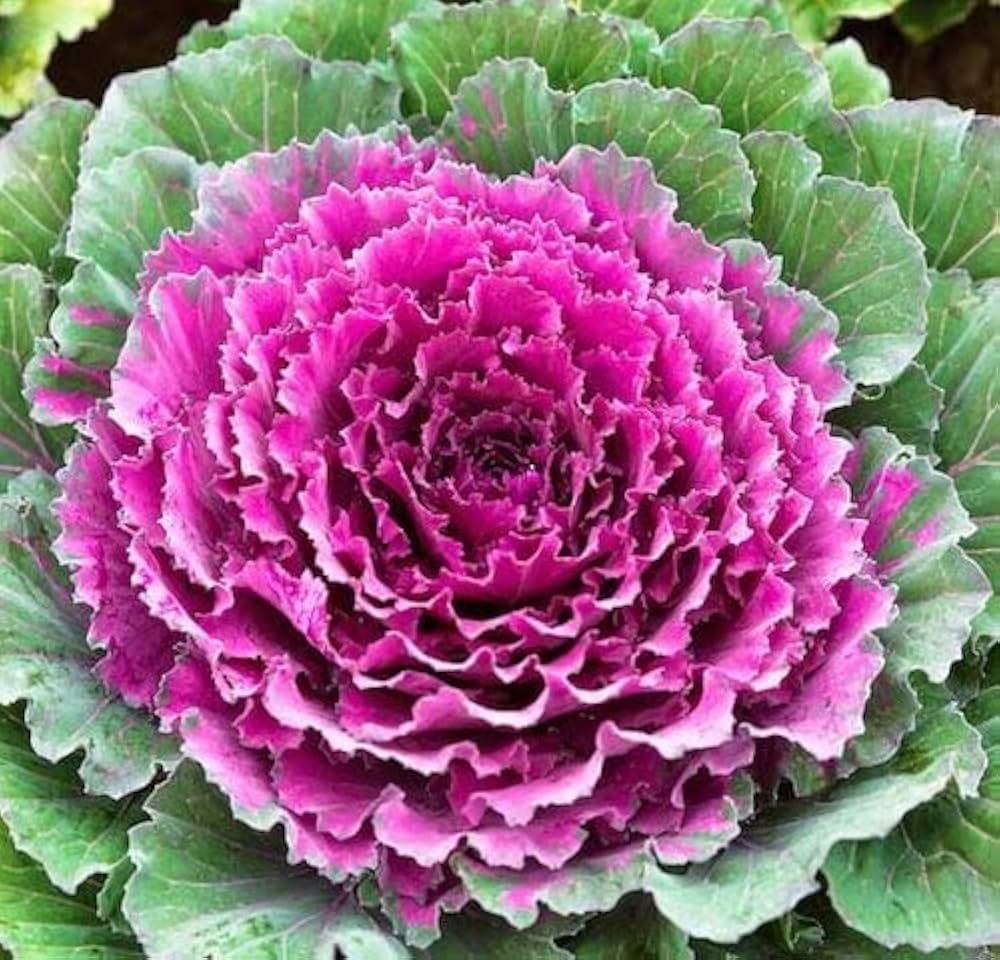 purple purple flower seeds