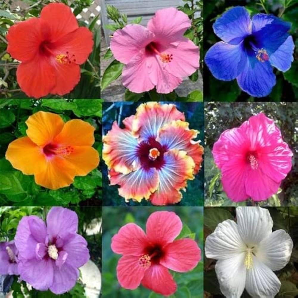 Double Petals Hibiscus Flowers Seeds Mixed – Heirloom, Non-GMO, High Germination Organic Garden Seeds