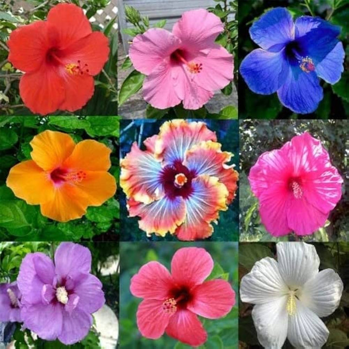 Double Petals Hibiscus Flowers Seeds Mixed – Heirloom, Non-GMO, High Germination Organic Garden Seeds