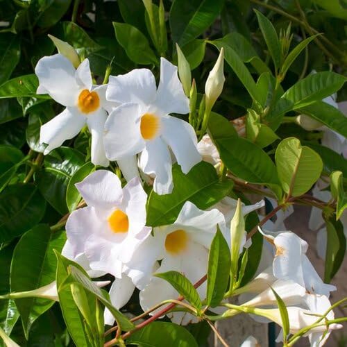 Mandevilla Sanderi Flower Seeds – Heirloom Non-GMO High Germination Organic Garden Seeds