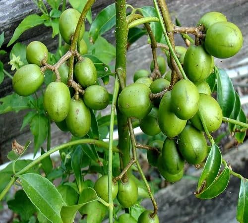 Green Spondias Seeds – Heirloom, Non-GMO, High Germination Organic Garden Seeds