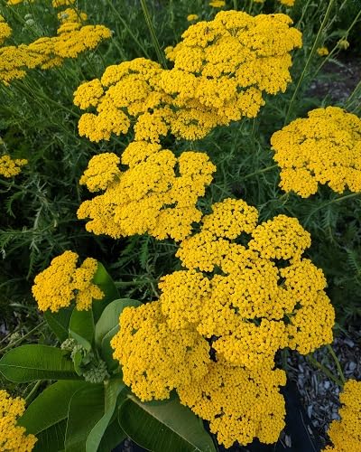 Yellow Filipendulina Flower Seeds – Heirloom Non-GMO High Germination Organic Seeds