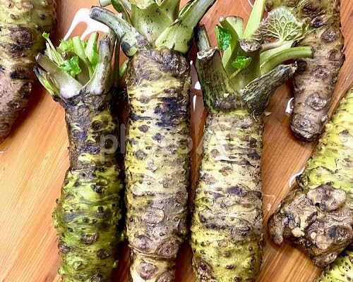 Green Wasabi Vegetables Seeds – Heirloom, Non-GMO, High Germination Organic Garden Seeds Planting