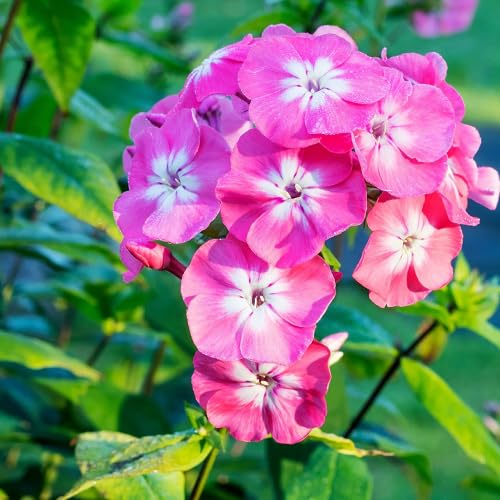 Pink Giant Phlox Flower Seeds – Heirloom Non-GMO High Germination Organic Garden Seeds for Planting