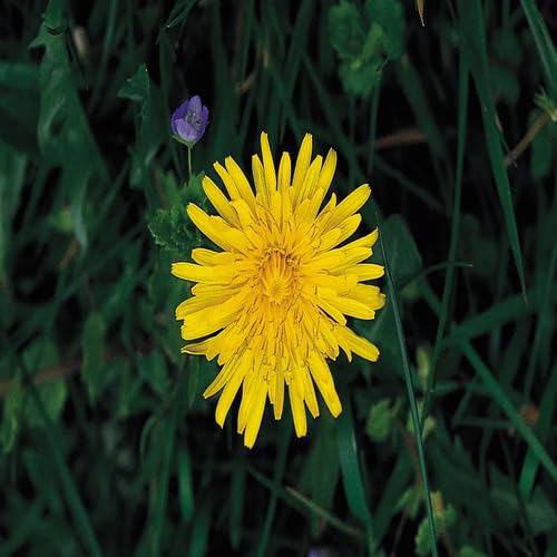 Yellow Asteraceae Flower Seeds for Planting – Heirloom, Non-GMO, High Germination Organic Garden Seeds