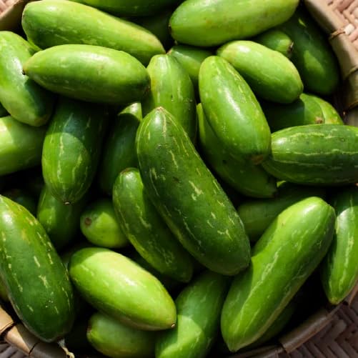 Ivy Gourd Seeds – Heirloom, Non-GMO, High Germination Organic Garden Seeds Planting