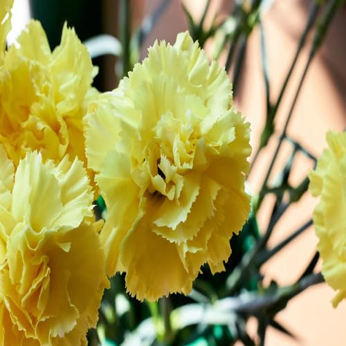 carnationfloweryellowheirloomnongmo flower seeds
