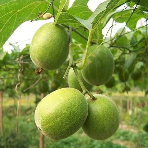 Green Monk Seeds – Heirloom, Non-GMO, High Germination Organic Garden Seeds