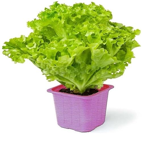 Lettuce Green Seeds – Heirloom, Non-GMO, High Germination Organic Garden Seeds Planting